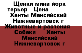 Щенки мини йорк терьер › Цена ­ 15 000 - Ханты-Мансийский, Нижневартовск г. Животные и растения » Собаки   . Ханты-Мансийский,Нижневартовск г.